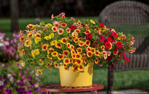Calibrachoa and Petunias in mixed container of annual flowers from Danzige