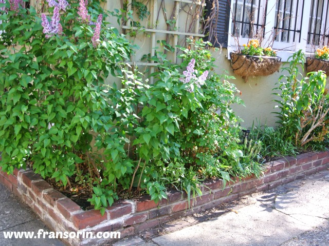 2015-04-29 09.08.33.jpg- New Rules- #7- Do Create a Perimeter Garden around your house
