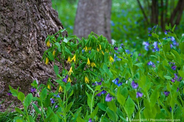 Uvularia grandiflora, large-flowered bellwort or merrybells, yellow flowering spring native plant with Bluebells - Winterthur Garden