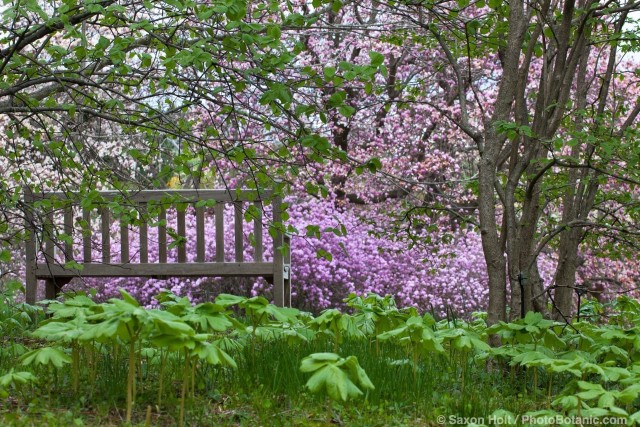 Woodland bench with Mayapples overlooking spring flowering Magnolias - Winterthur Garden