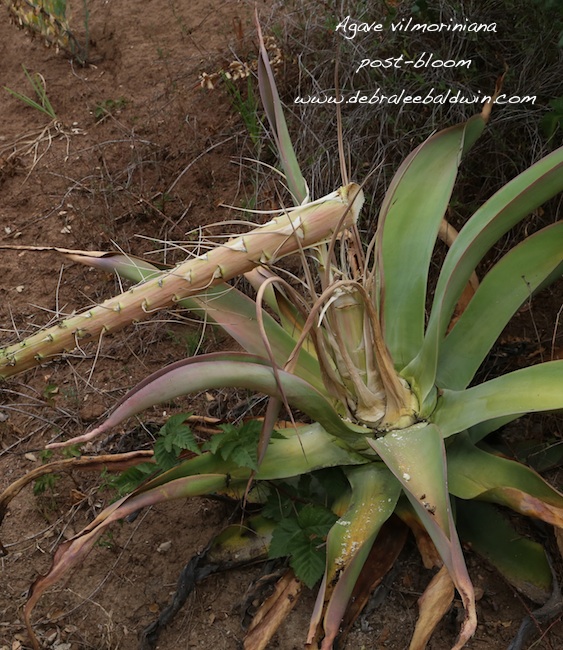 Bulbils From A Bloomed-Out Agave