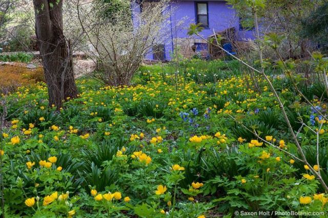 Stylophorum diphyllum - Celandine poppy, Yellow wood poppies in backyard water conserving garden with native plants, Melinda Taylor garden, Pennsylvania