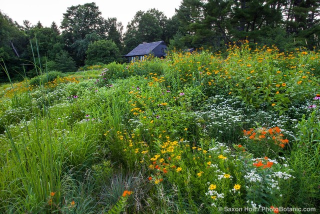 Front yard flowering meadow garden, Connecticut meadow garden with native wildflowers; Larry Weiner Design