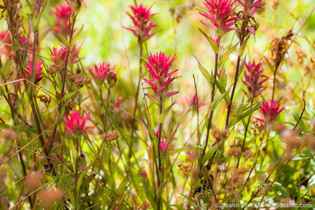 Castilleja miniata - Great Red Paintbrush, scarlet paintbrush, flowering wildflower, California native plant meadow