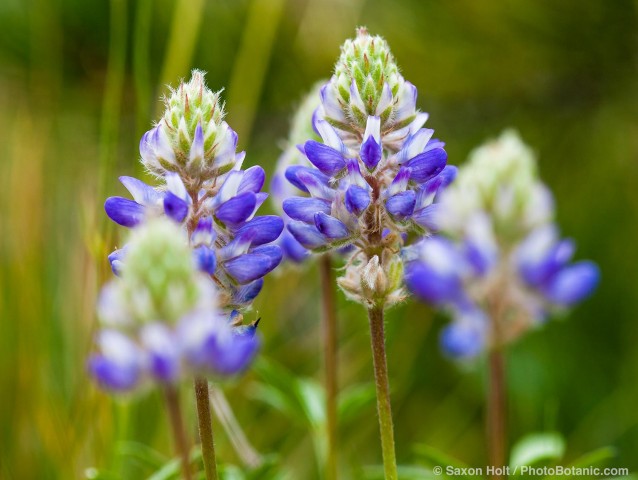 Lupinus formosa - Blue flowering summer lupine in California native plant Sierra meadow