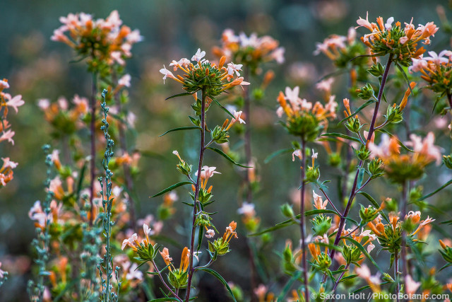 Collomia grandiflora - Large-Flowered Collomia, flowering annual wildflower in Martin's Meadow Eldorado National Forest