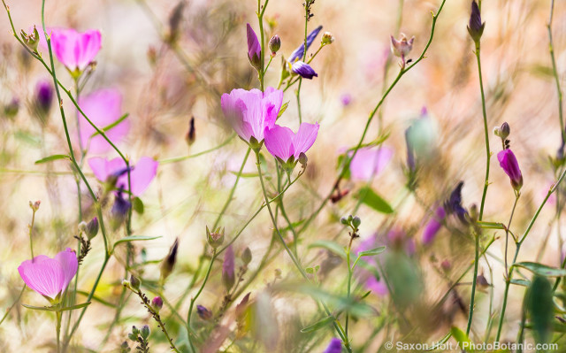 Sidalcea hartwegii - Valley Checkerbloom - annual wildflower California native plant in Sierra meadow