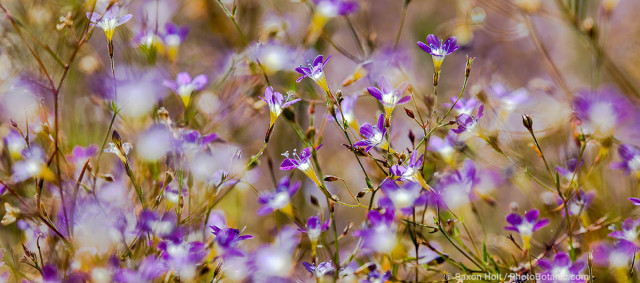 Navarretia leptalea - Bridges' pincushion plant (aka Gilia leptalea) flowering annual in Sierra meadow, California native plant