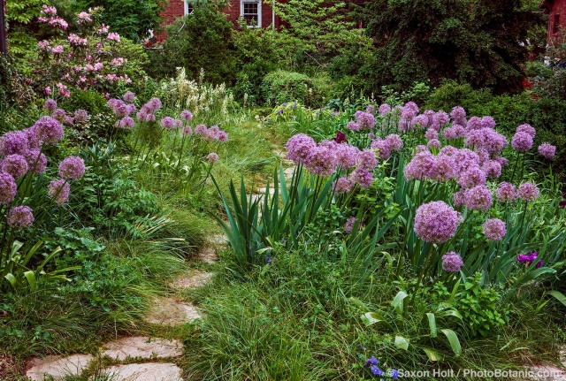 Stepping stone path in meadow garden with Allium 'Globemaster' in front yard lawn substitute, St Louis Missouri; Matt Moynihan design