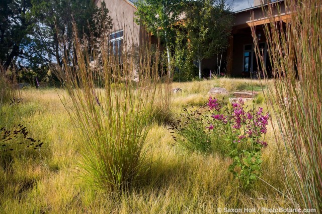 Little Bluestem grass (Schizachyrium scoparium) accent grass and wildflowers in Buffalo grass (Buchloe dactyloides) sustainable lawn meadow garden, design by Judith Phillips