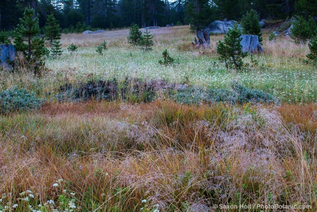 A High Sierra source of South Fork American River - Carex springs, California native plant meadow.