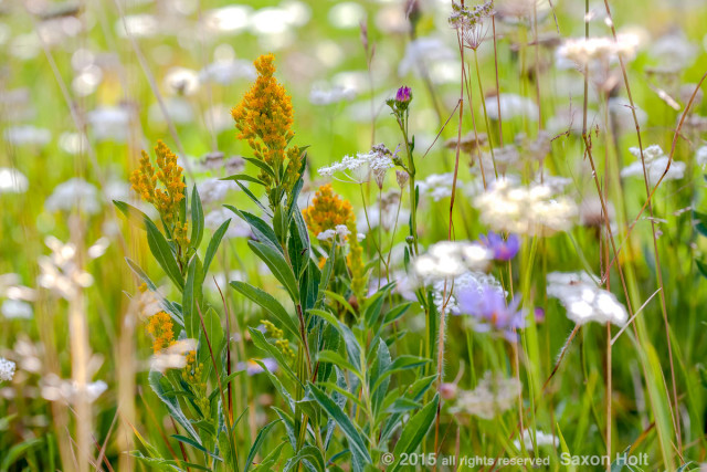 Solidago canadensis ssp. elongata, Canada Goldenrod flowering in California native plant Sierra meadow