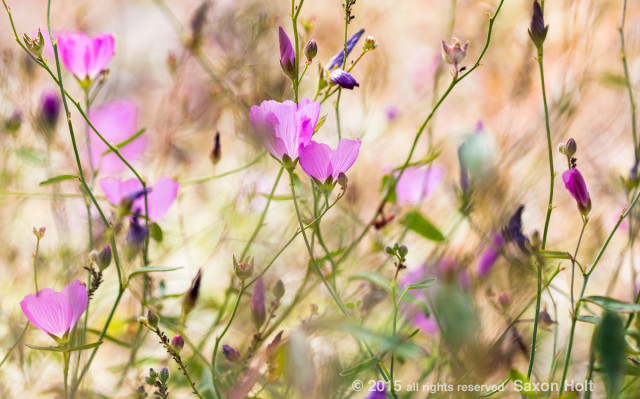 Sidalcea hartwegii - Valley Checkerbloom - annual wildflower California native plant in Sierra meadow