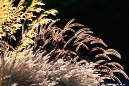 Seed heads of Purple Fountain Grass Pennisetum setaceum 'Rubrum' (back-lit) in grass garden
