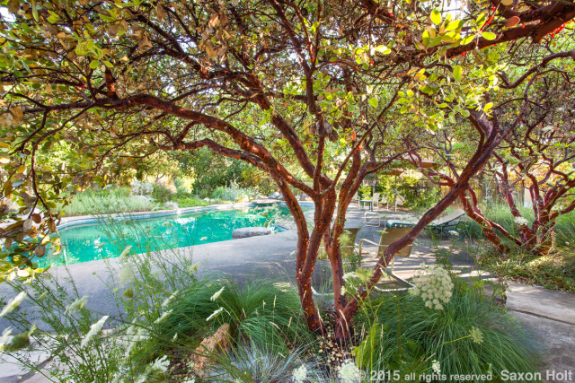 Well pruned manzanita (Arctostaphylos) shrubs with native grasses by swimming pool in The Melissa Garden, California