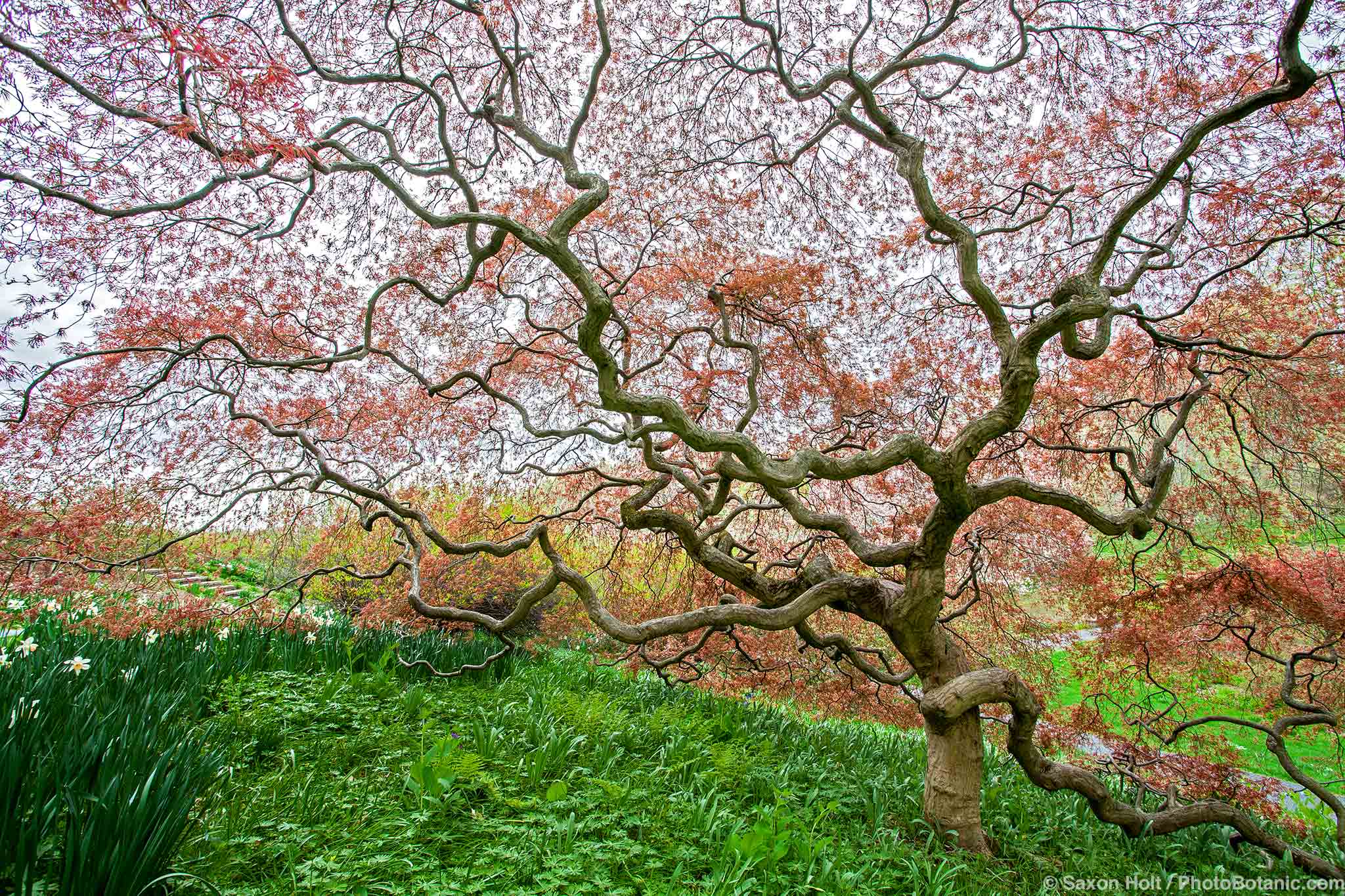Acer palmatum dissectum atropurpureum, Red Cutleaf Japanese Maple tree, spring leaves unfolding, Winterthur Garden