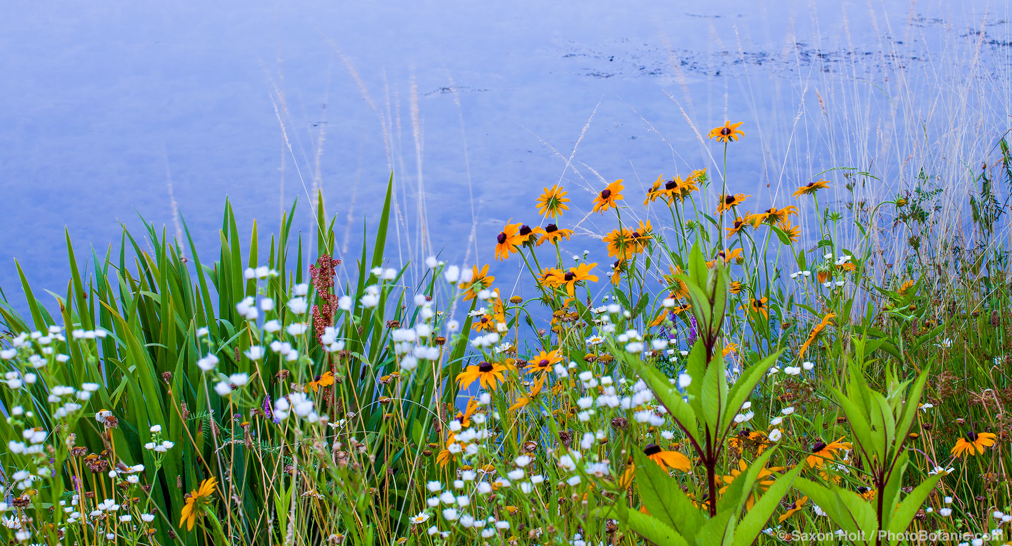 Connecticut meadow garden with native wildflowers; Larry Weiner Design