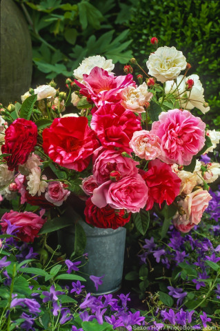 Bucket of fresh cut old, heirloom roses conditioning in garden