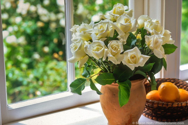 Bouquet of white rose 'Pascali' on windowsill