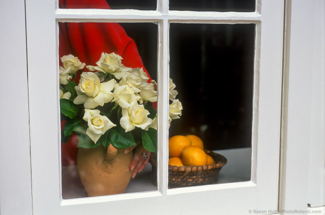 Woman in red sweater placing bouquet of white hybrid tea cut rose 'Pascali' by windowsill