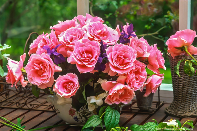 Bouquet of fresh cut pink roses, 'Bewitched' on potting bench in greenhouse shed