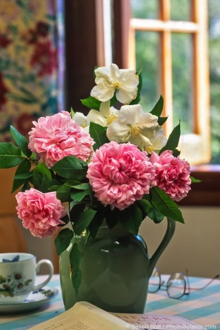 Bouquet of pink rose 'Jacques Cartier' on table by window
