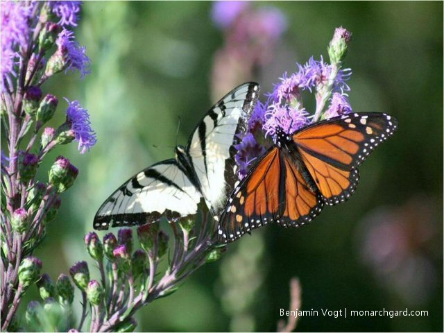 Butterflies- Garden Ethics