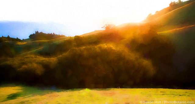 Sunset light skimming across hills, Mount Tamaplais State Park California