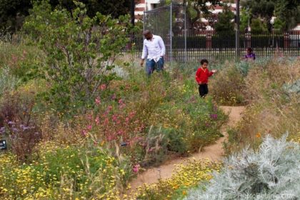Family walking through pollinator garden of flowering California wildflowers at Los Angeles Natural History Museum