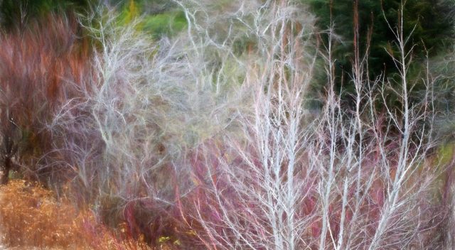 Alnus tenuifolia - Mountain Alder; California native deciduous small tree, bare branches in winter in shrub border with Cornus