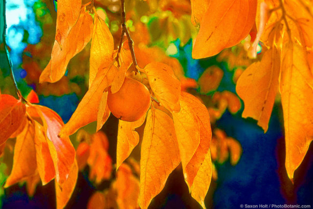 Diospyros virginiana-American persimmon tree in fall color