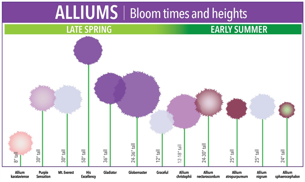 exploring the different stages of allium plant growth