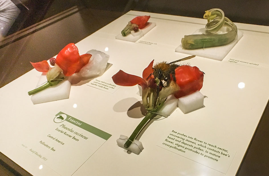 Glass Flowers Exhibit Harvard Museum of Natural History