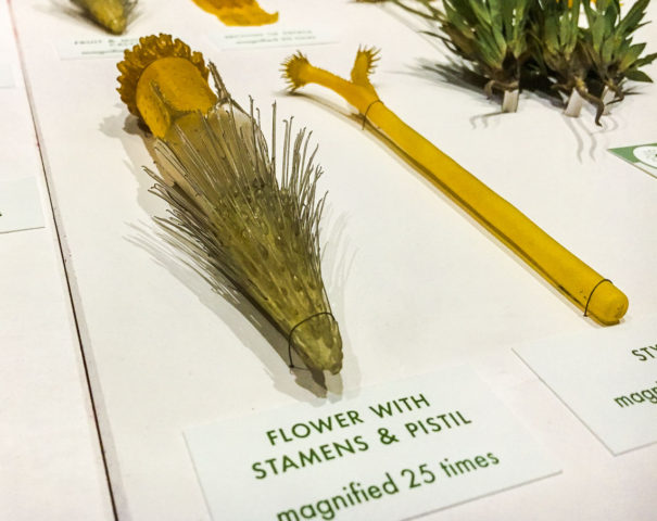  stamen detail - Tetraneuris scaposaGlass Flowers Exhibit Harvard Museum of Natural History