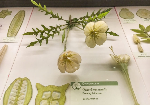 Oeothera caulkis, evening primrose, Glass Flowers Exhibit Harvard Museum of Natural History