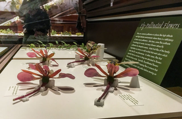 Glass Flowers Exhibit Harvard Museum of Natural History