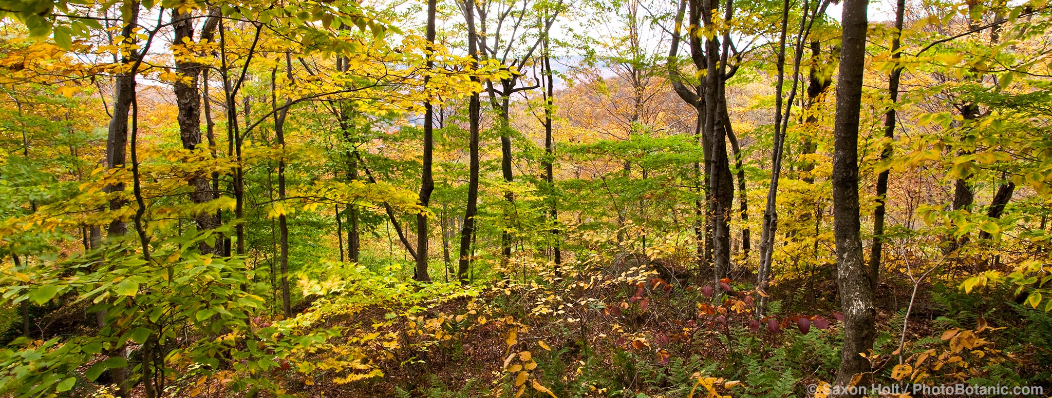 New England woodland in autumn