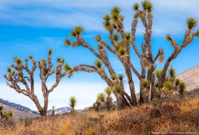 Joshua Tree succulents, Yucca Palm (Yucca brevifolia), Walker Pass Road, Mojave Desert in Southern California