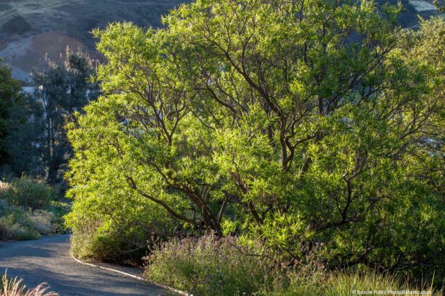 Chilopsis linearis - Desert Willow, Californa native tree in morning light at Leaning Pine Arboretum, California
