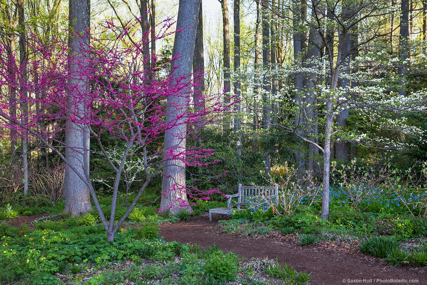 Redbud tree (Cercis canadensis) flowering by pathway to woodland garden of Liriodendron tulipifera -Tulip tree with white flowering dogwoods in spring at Mount Cuba Center