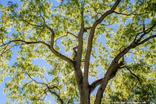 Juglans nigra - Black Walnut tree; Arnold Arboretum