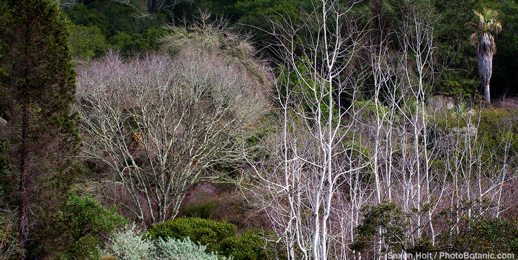 California native trees left to right - Juniperus grandis - Sierran Juniper; Quercus kelloggii (Black Oak); Populus tremuloides (Quaking Aspen); (Washingtonia filifera (California Fan Palm) at East Bay Regional Parks Botanic Garden, Berkeley.