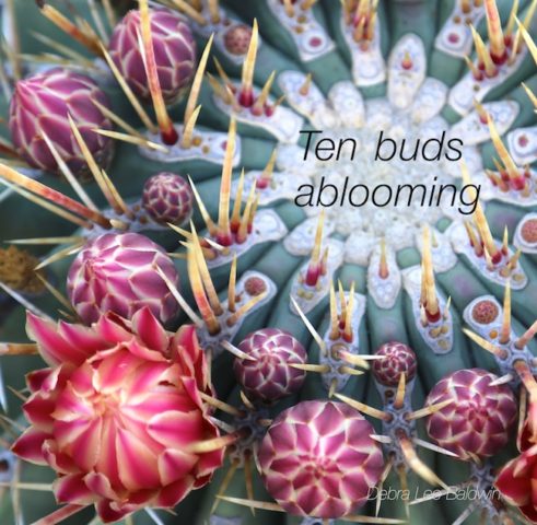 10-buds-ablooming_a_2_r