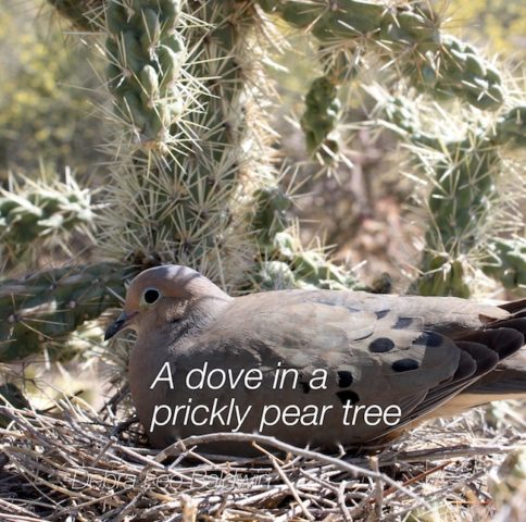 1_dove-in-prickly-pear-tree_a_2_r