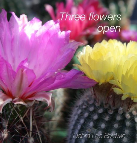 3-flowers-opened_a_2_r