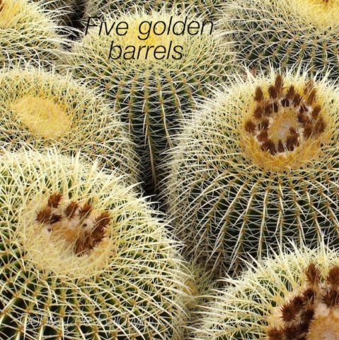 5-golden-barrels_a_2_r
