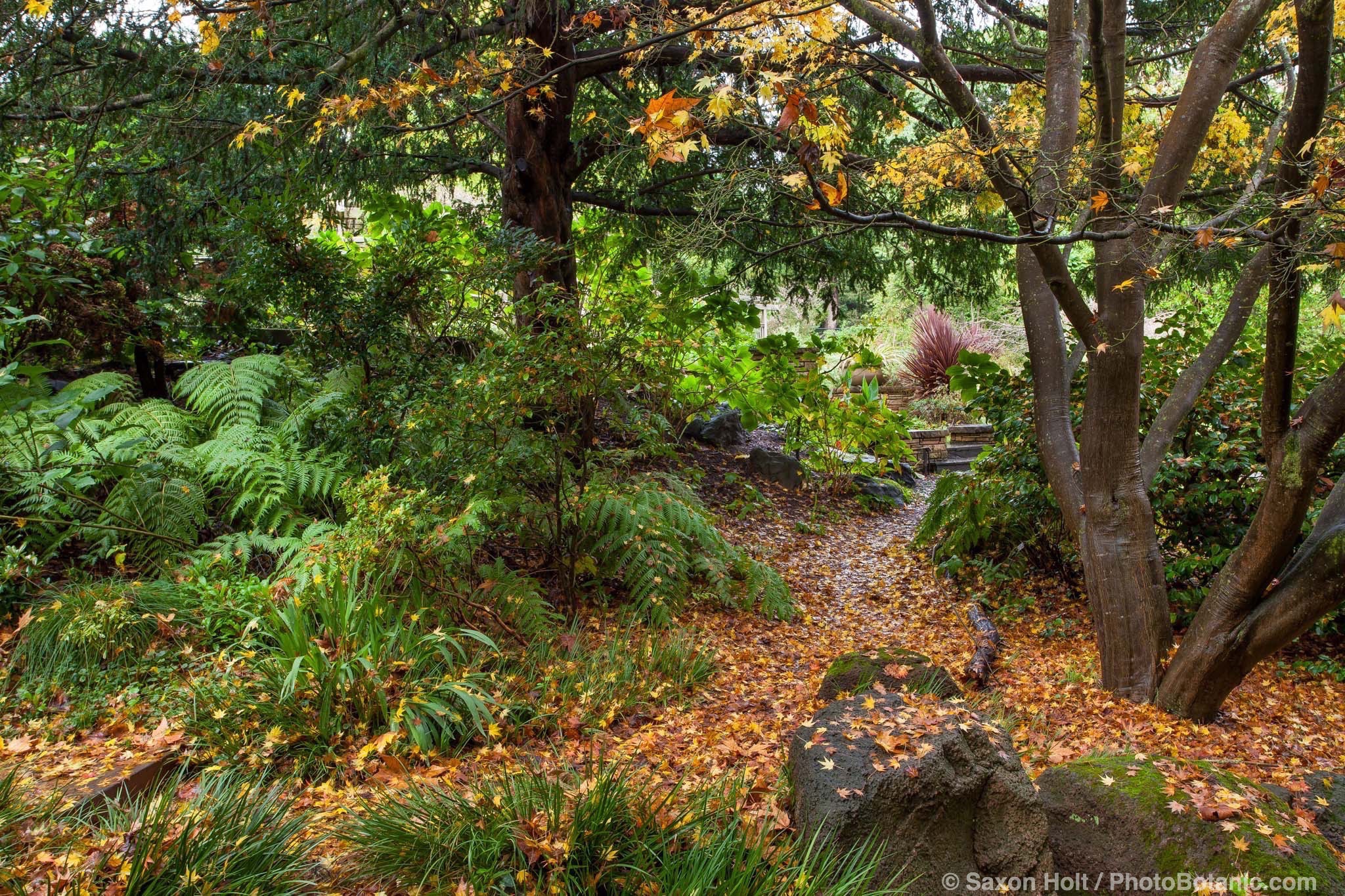 Acer palmatum, Japanese Maple tree autumn leaves on path among ferns in San Francisco Botanical Garden