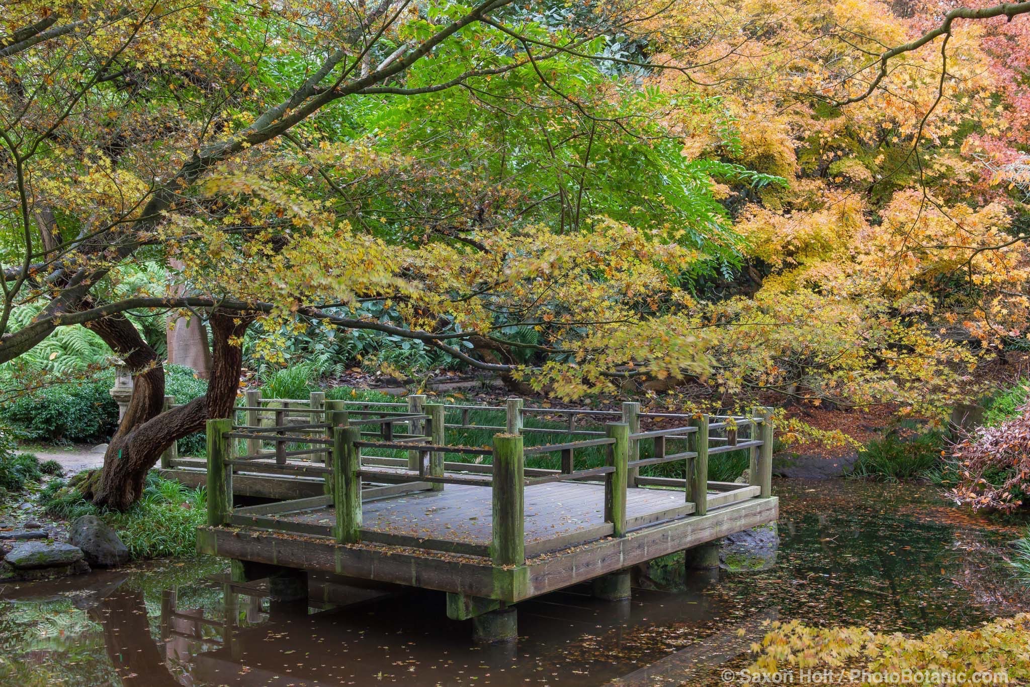 Platform viewing deck over pond in Moon Viewing Garden in San Francisco Botanical Garden with fall foliage color in Japanese Maple trees.