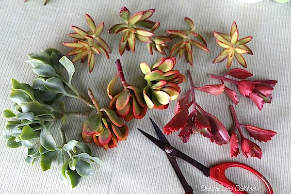 Create a bouquet of succulent cuttings