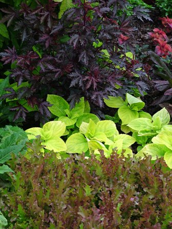 ‘Mascara’ lettuce with 'Exhibition Lime' coleus and 'Maple Sugar' hibiscus